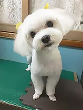キュートにすっきりカットしたワンちゃんの画像