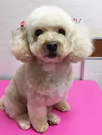 プードルのテディベアカットで可愛らしい雰囲気に