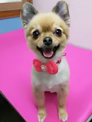 ロングコートチワワをスムース風で夏も過ごしやすく