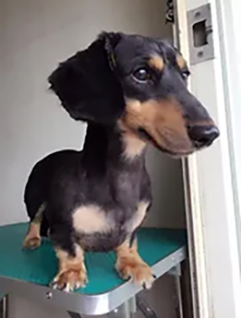 ロングベアードのダックスフンドを涼しく快適に