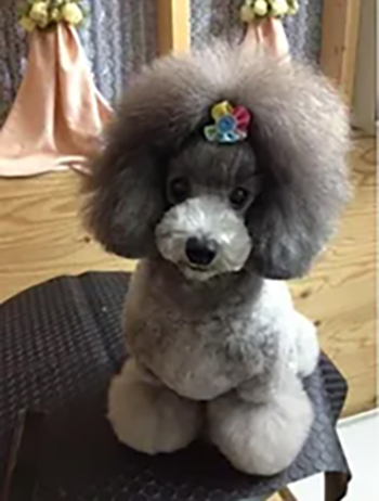 ぬいぐるみの様なふわもこカットでおしゃれ感アップ