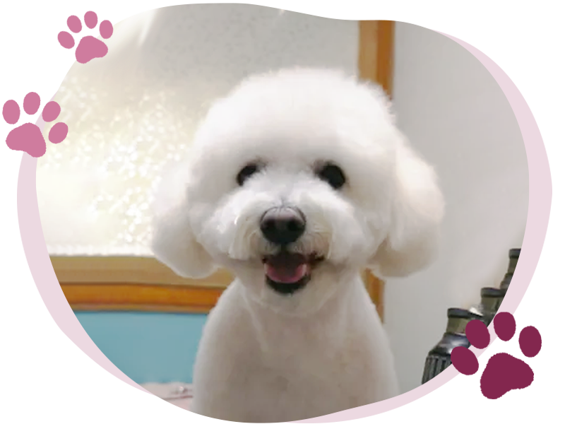 ワンちゃんトリミングイメージ