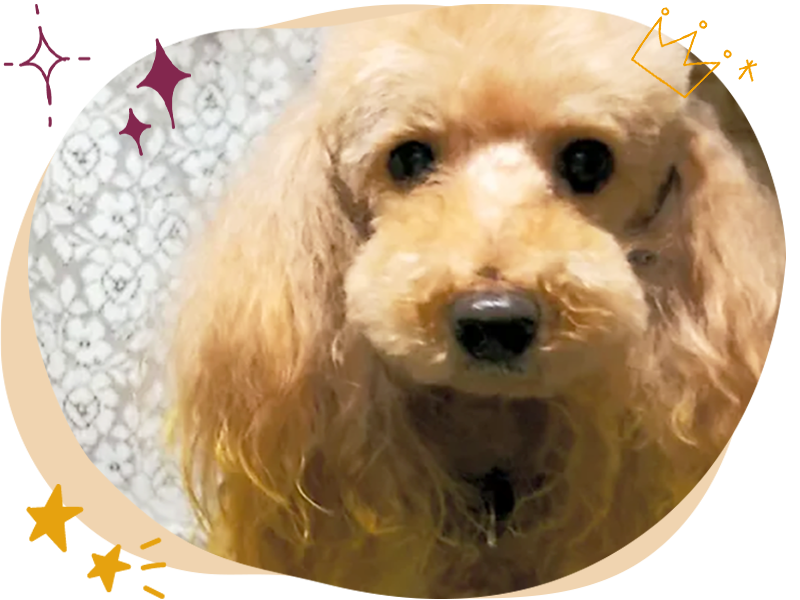 ワンちゃんトリミングイメージ